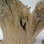 Pijpenkop in hout vergroeid